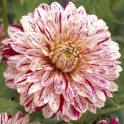 Dahlia Dcoratif 'Smokey'